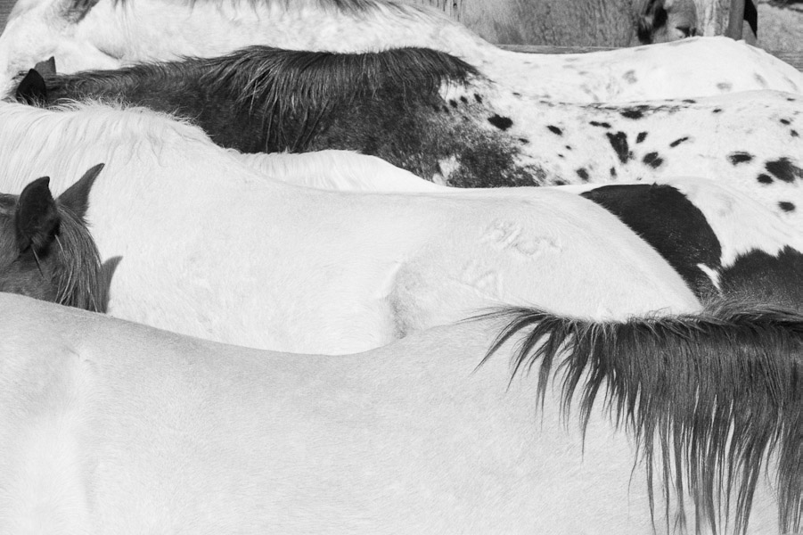 Mark_Scott_copyrighted_image_Horseback